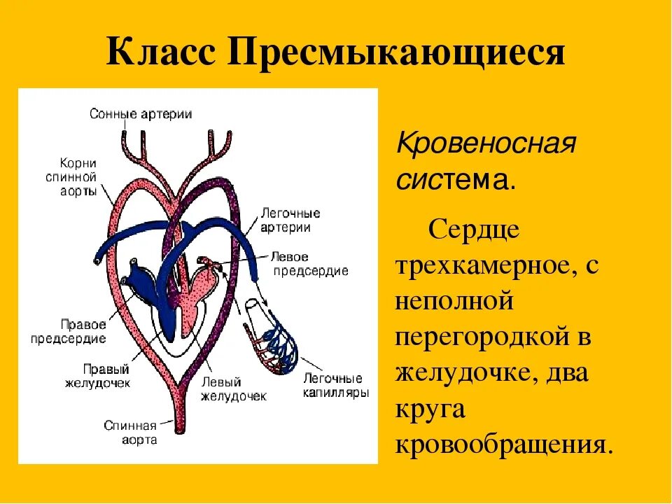 Артериальная система рептилий. Схема кровообращения рептилий. Класс пресмыкающиеся кровеносная система. Кровеносная система пресмыкающихся 7 класс. Круги кровообращения у крокодила