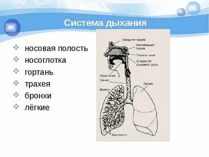 Класс простейшие органы дыхания