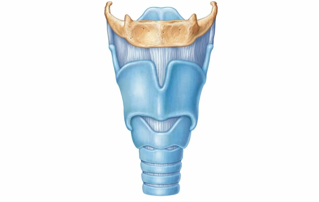 Хрящевое строение гортани. Щитовидный хрящ анатомия. Хрящи гортани анатомия.
