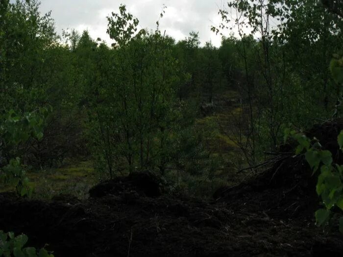 Торфяная болотная. Торфяное болото Никольск Пензенской. Торфяное болото Кадомского района. Торфяная трясина. Петровское Торфяное болото.