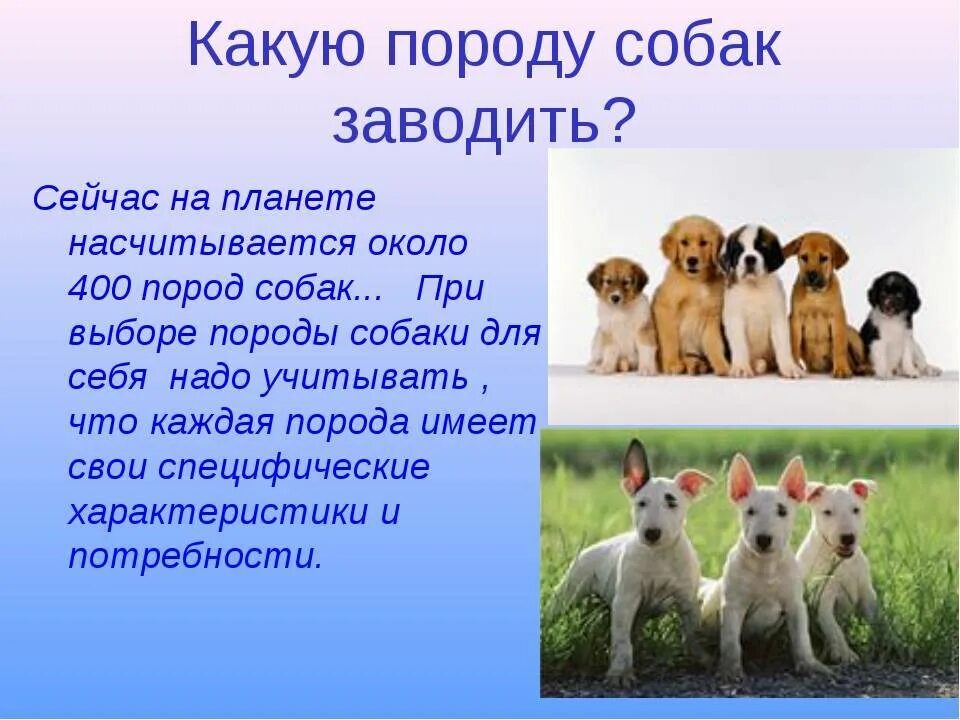 Выбрать собаку. Собака для презентации. Породы собак презентация. Проект про собак. Какую породу хотите