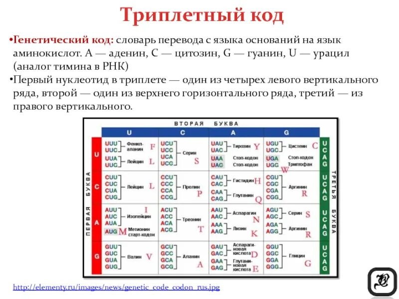 Строение днк генетический код. Триплетность генетического кода. генетический код аденин гуанин. кодовый словарь генетика. таблицатриплетного кода.