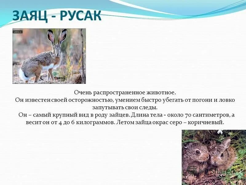 У зайца русака глаза коричневые