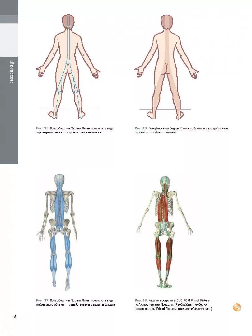 Книга анатомические поезда Томаса Майерса. Книга томаса майерса анатомические поезда