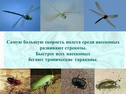 Какую роль играет в жизни насекомых полет