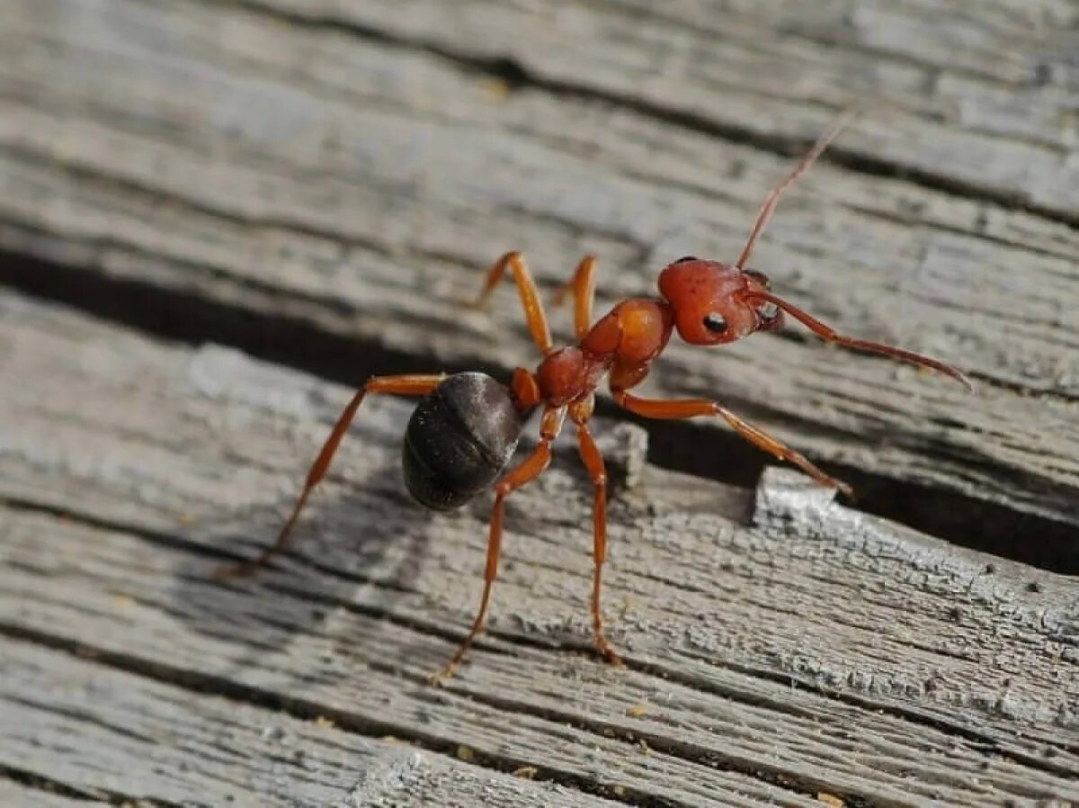 Насекомые муравей. Myrmecia brevinoda. Американский муравей Жнец. Формика Руфа.