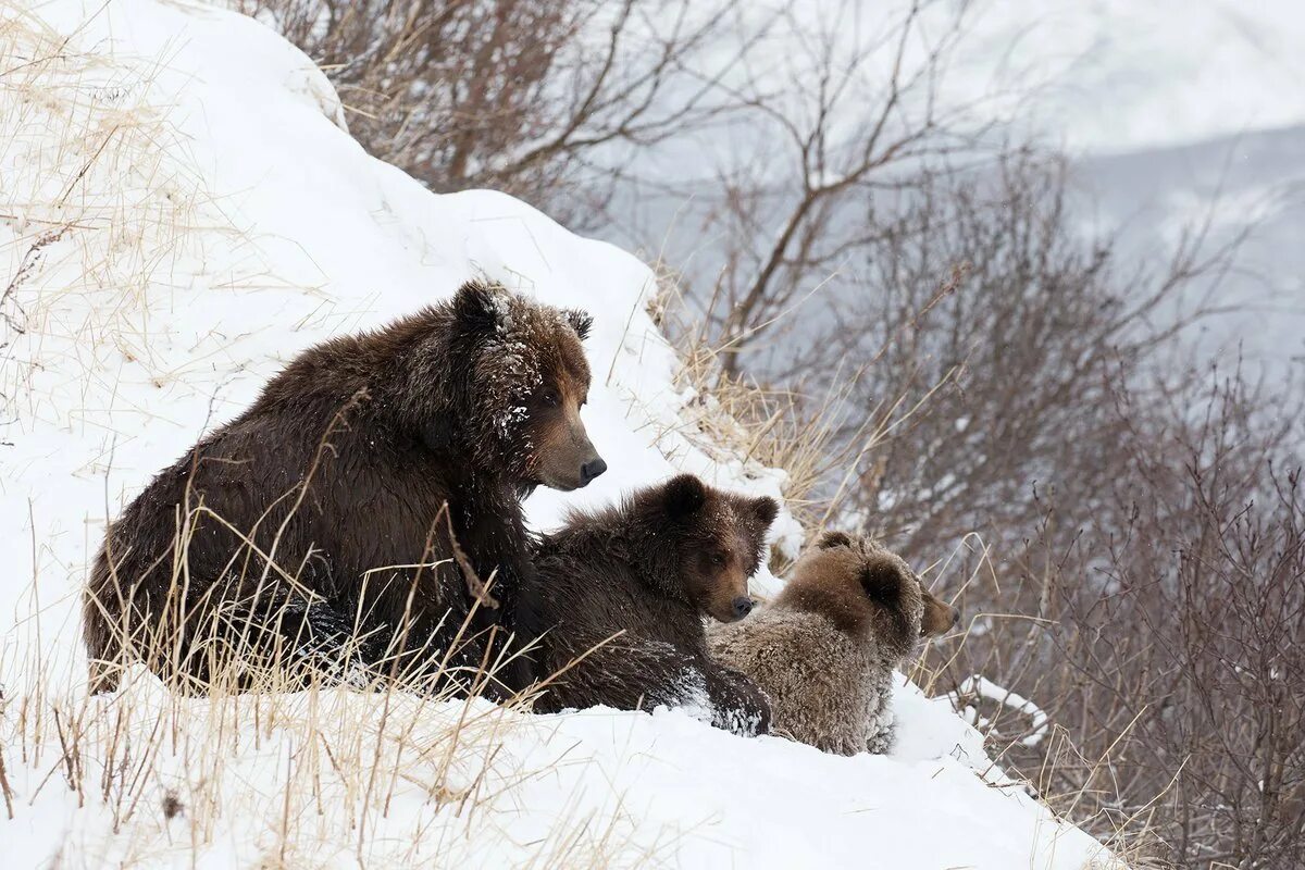 Медведь весной картинки. Медведь, Медведица, медвежата – медвежья Берлога. Медвежья Берлога. Бурый медведь в берлоге. Медведица в берлоге.