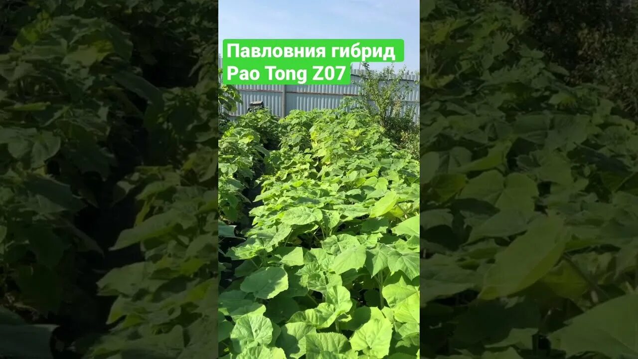 Павловния z07. Павловния z07. Павловния z 07 дерево. Павлония шань тонг. Павловния шан тонг.