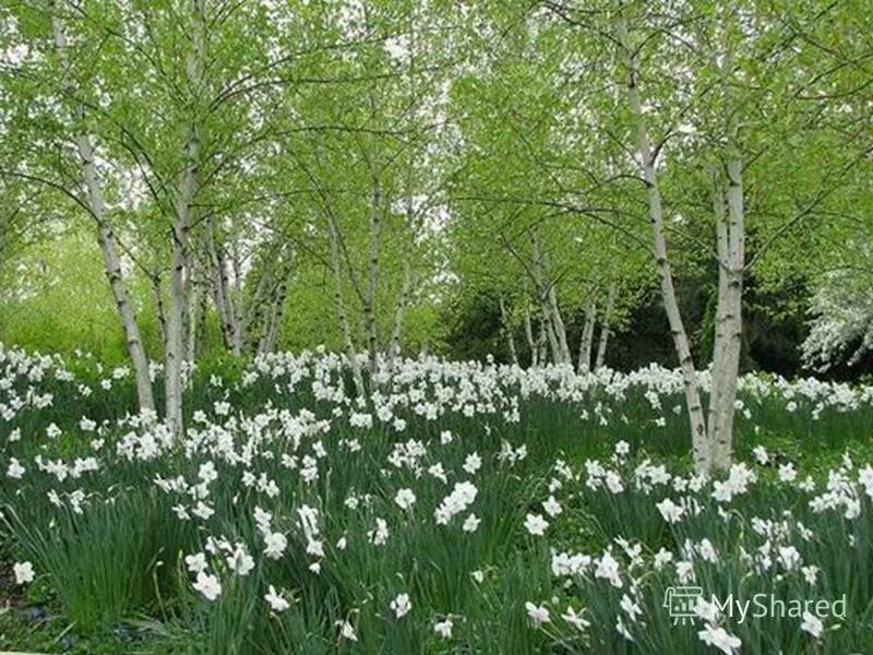 Растут в роще тенистые ландыши в прохладе. Ландыши в лесу. Растут в роще тенистые ландыши в прохладе. Поляна ландышей. Поляна ландышей.