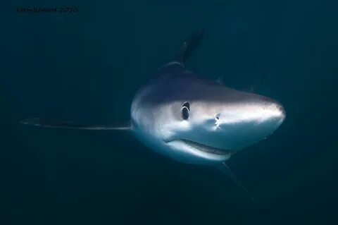 Sharks blues