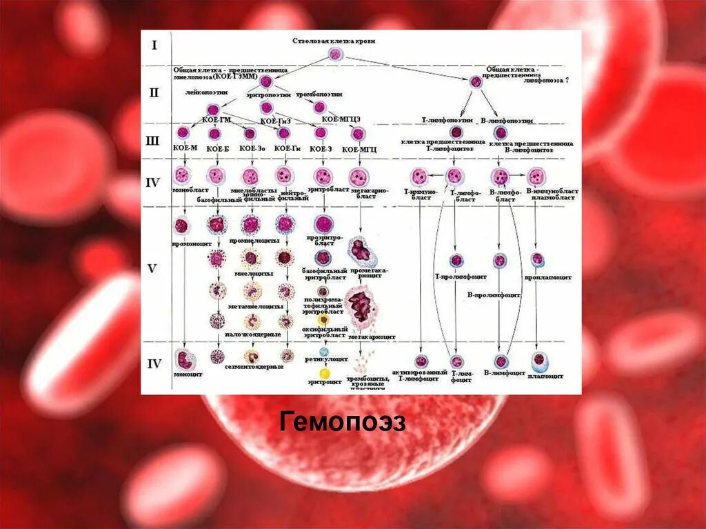 Клетки гемопоэза. Постэмбриональный гемопоэз гистология. Схема гемопоэза гистология. Гемопоэз гистология Афанасьев. Постэмбриональный гемопоэз Быков.