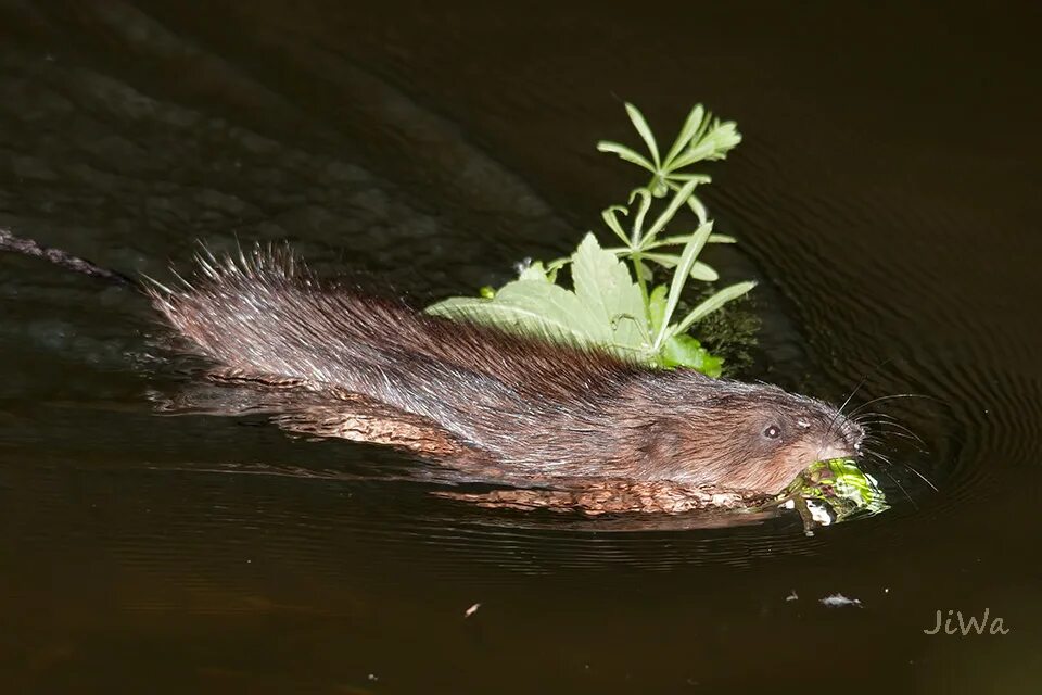 выдра и ондатра. ондатра змея. мускусная крыса. ондатра симонов. канадская ондатра.