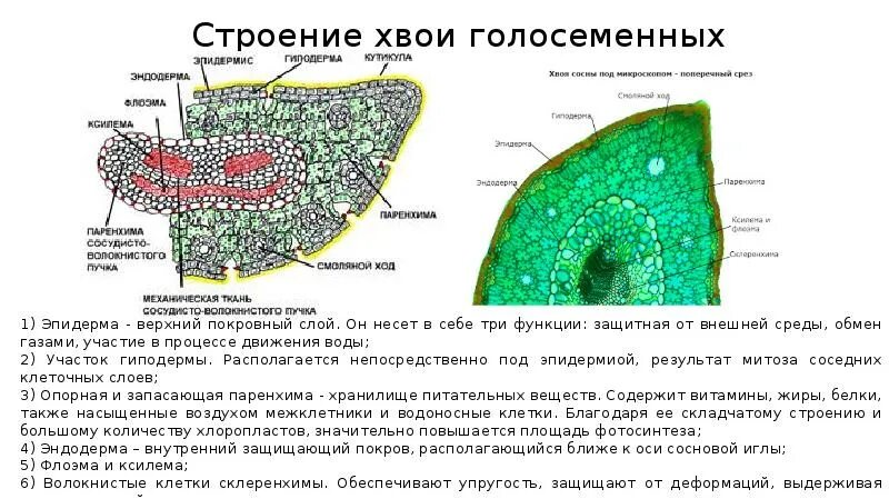 Листья хвойных покрыты кутикулой. Поперечный разрез хвоинки сосны. Строение хвои голосеменных растений. Хвоя сосны под микроскопом строение. Анатомическое строение листа сосны обыкновенной.