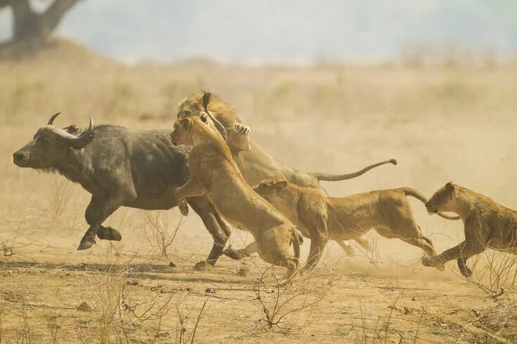 Lionesses launch themselves at buffalo in Tanzania to teach their cubs how to hu