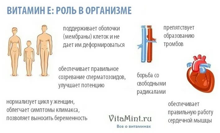 Витамин е значение. Витамин е роль в организме. оль витамина е в организме. роль витамина е в организме человека. витамин е функции в организме.