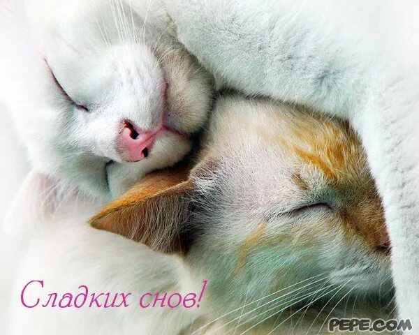 нежный поцелуй. поцелуй. сладких снов милая. спокойной ночи поцелуй. любовь и страсть нежность.