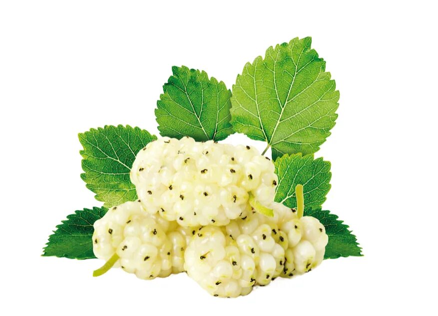 Шелковица геншин. Тутовник шелковица белая. White Mulberry. Геншин шелковица шелковица.