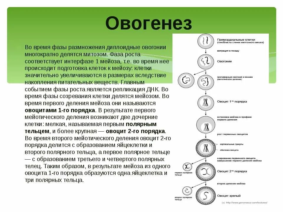 Полярное тельце результат фазы размножения овоцит первого. Фаза роста овогенеза. Стадии профазы мейоза 1 овогенеза. Овогенез анафаза 1 мейоза. Фаза размножения овогенеза.