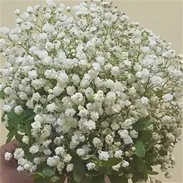 Цветы воткинск cvbaza