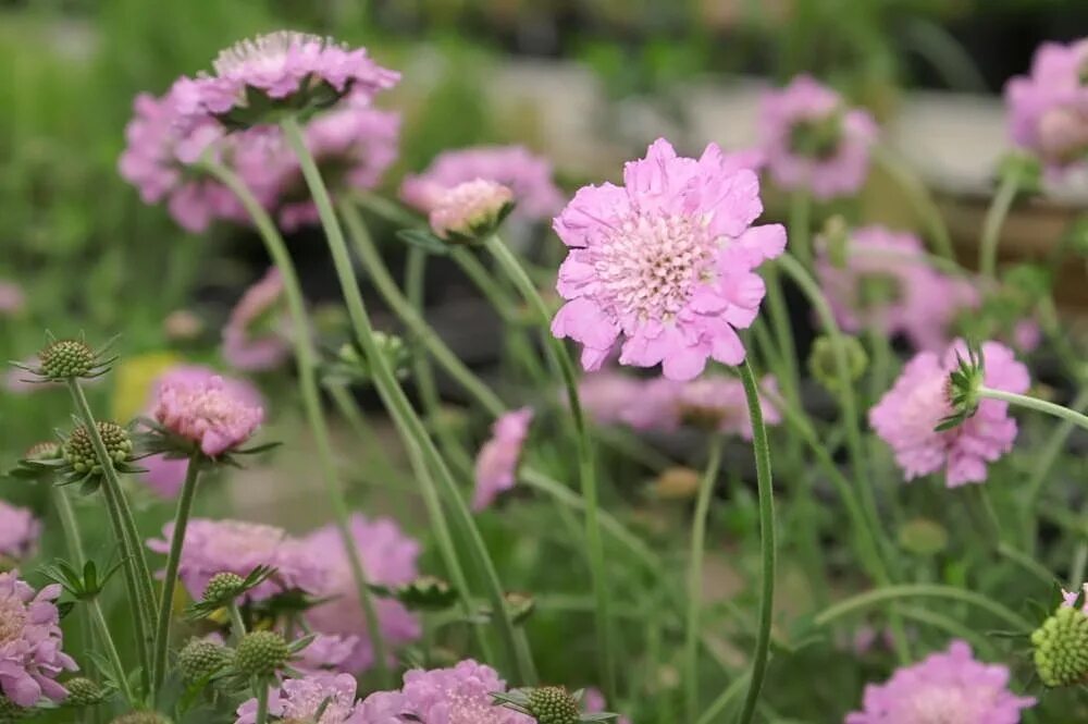 Скабиоза Pink Mist. Скабиоза Ритц Роуз. Scabiosa Columbaria 'Pink Mist'. Скабиоза Голубиная Pink Mist. Аргерантериум