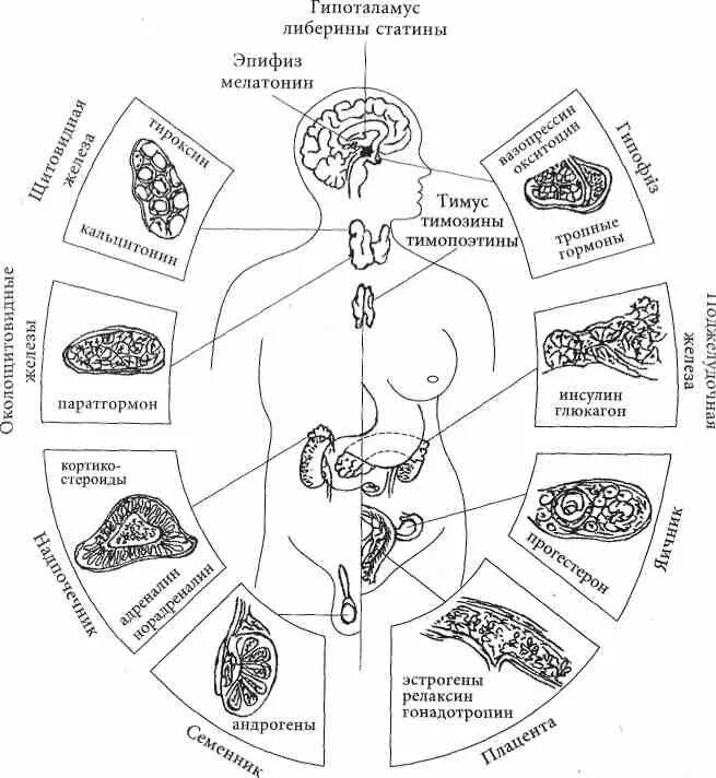 Схема желез внутренней секреции человека. Схема строения эндокринной системы. Схема расположения желез внутренней секреции организма. Эндокринная система железы внутренней секреции схема. Рисунок эндокринной системы человека