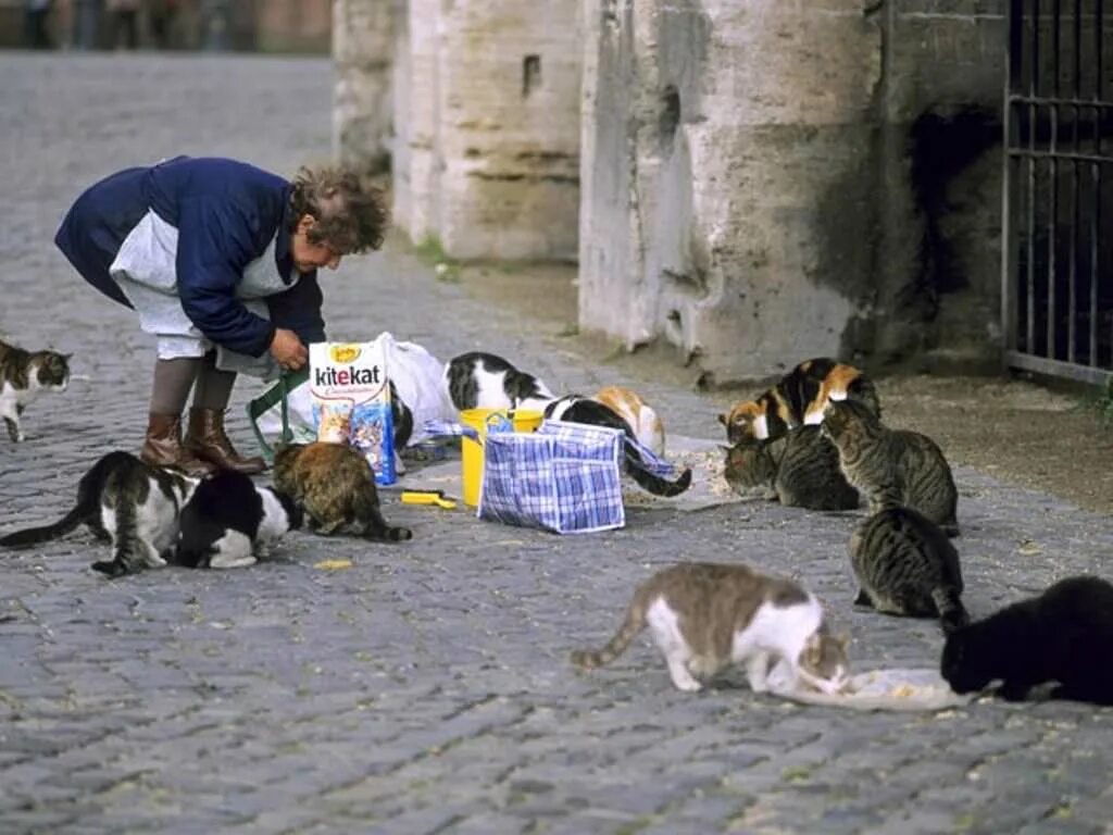 Help the cats