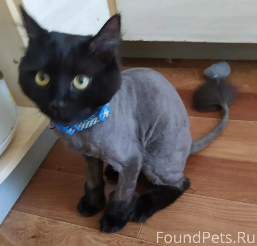 Кот бусик разбуди. Кот бусик. Кошка в бусиках. Кот это бусик это кот. Котики бусики.