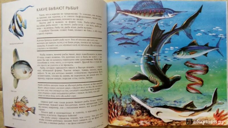 Книга Сладков рыбы. Современная иллюстрация в книге рыбы. «Какие бывают рыбы» н. Сладков. Рыбы из книжек простые. Прочитайте рыбе вода