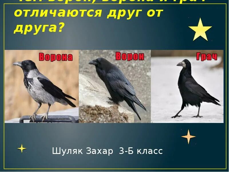 Грач и ворона отличия. Ворон и Грач разница. Галка и ворона. Ворона Галка Грач. Как отличить грача