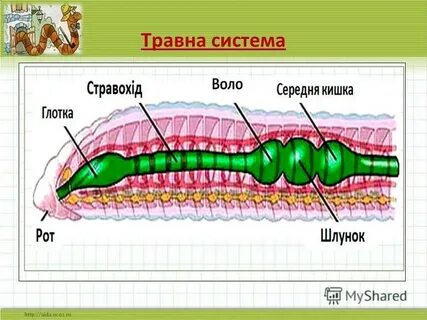 Подпишите рисунок дождевого червя