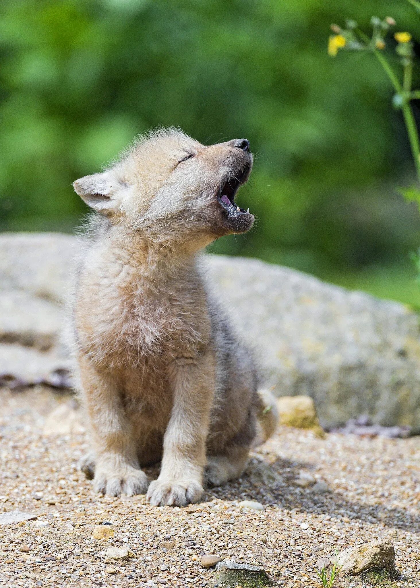 Про маленького волчонка. Волчата. Маленький волк. Милые волчата.