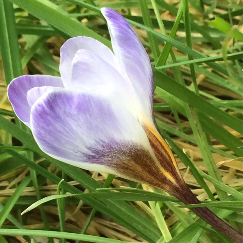 Crocus biflorus. Крокус Блю Берд. Telidus Crocus. Венчик крокуса.