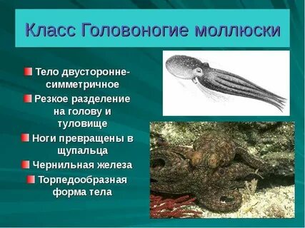 Симметрия тела двусторонних моллюсков