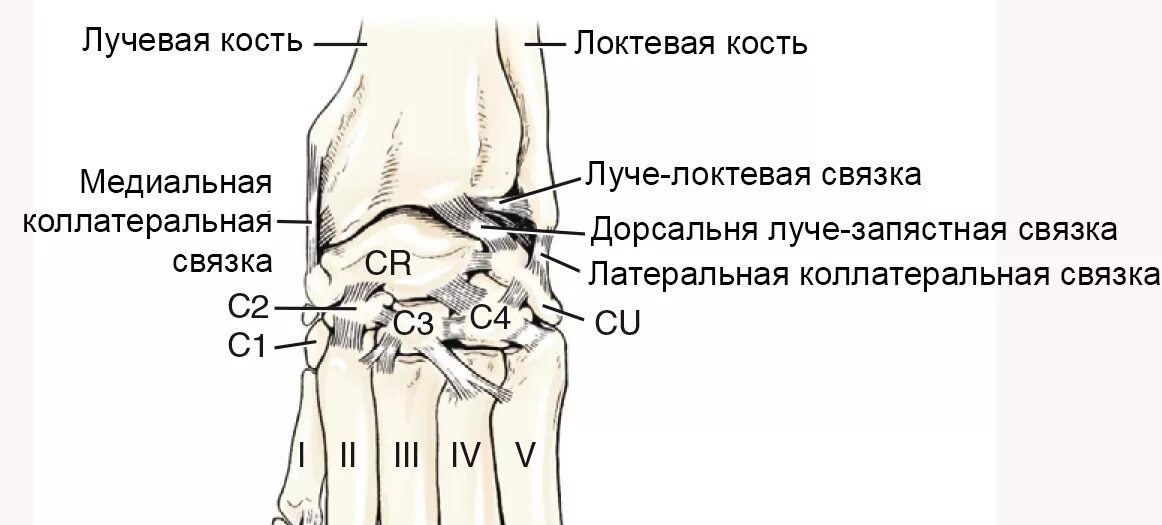 Болят лучевые кости почему