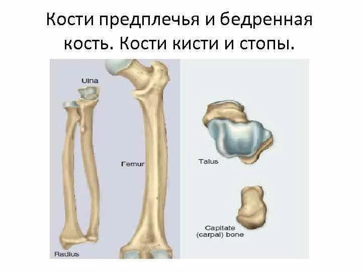 Соединение костей предплечья. Соединение костей предплечья между собой. Характер соединения костей предплечья. Соединения костей предплечья картинка. Кости предплечья соединение