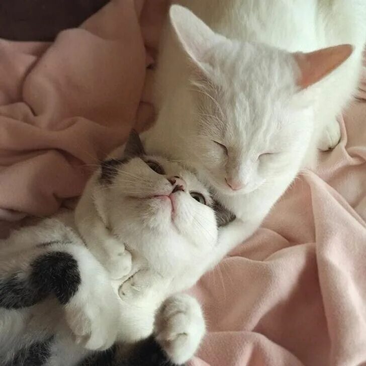 Котики любовь. Милые котики пара. Влюбленный котик. Котики обнимаются. Картинки с любящими котиками
