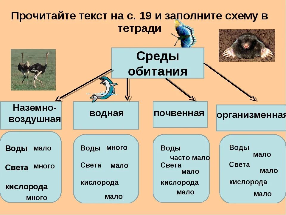 Какая среда обитания лучше. Среды обитания животных. Среды жизни примеры. Среда обитания это в биологии. Среды жизни организмов.