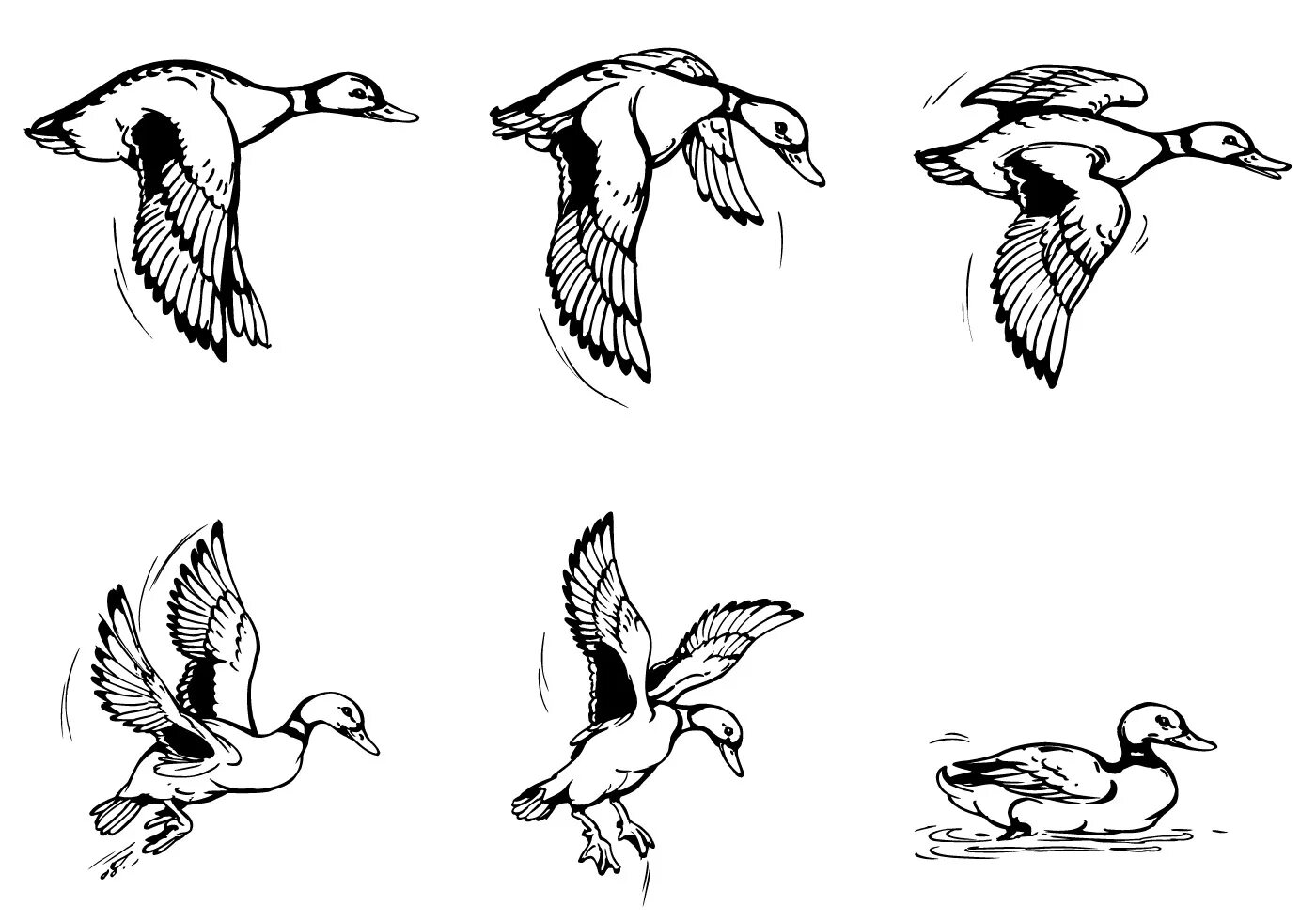 Птицы в движении. Зарисовки птиц в движении. Зарисовки птиц в полете. Птицы в разных ракурсах. Методы полет птицы
