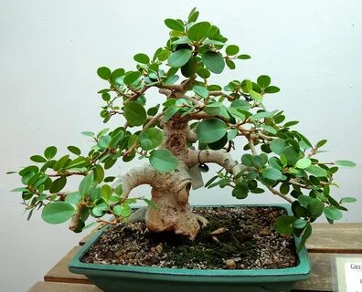 Фикус айленд