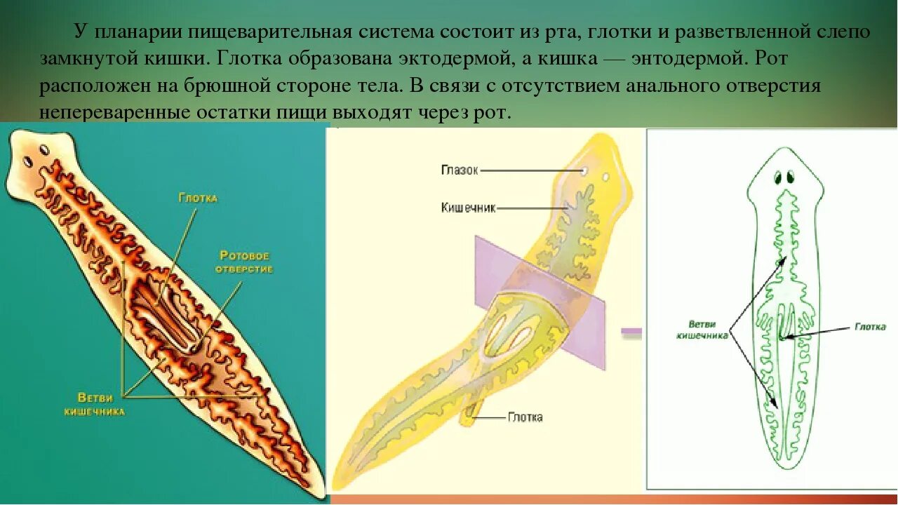 Какая часть белой планарии выполняет двигательную функцию. Плоские черви планария. Планария дугезия. Ресничные черви белая планария. Пищеварительная система плоского червя планарии.