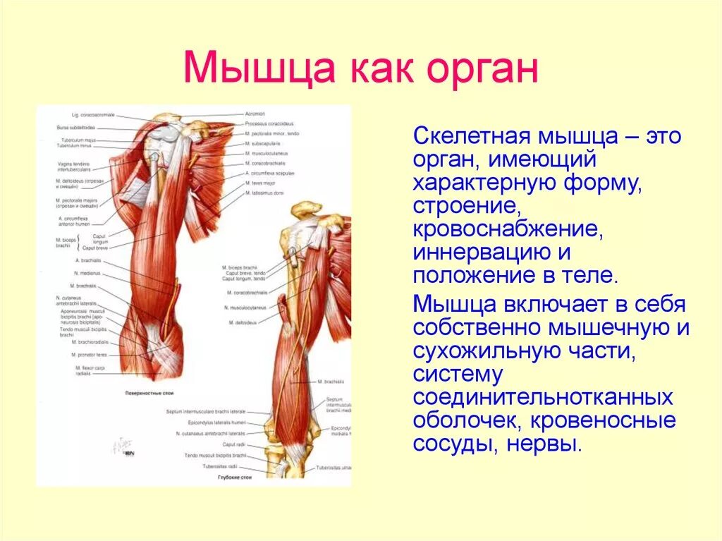 Работа скелетных мышц человека. Общая анатомия мышц: строение, классификация.. Мышца как орган. Строение мышцы как органа. Скелетная мышца это орган.