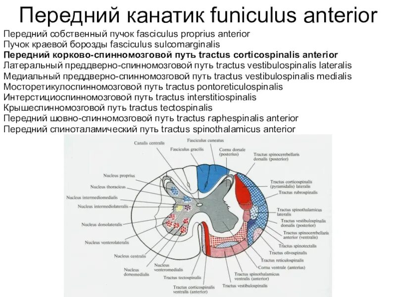 Проводящие пути переднего канатика. Проводящие пути переднего канатика