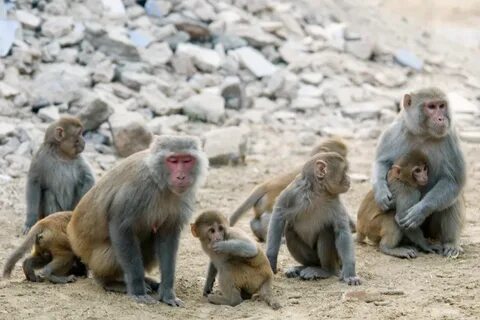 Monkeys partners