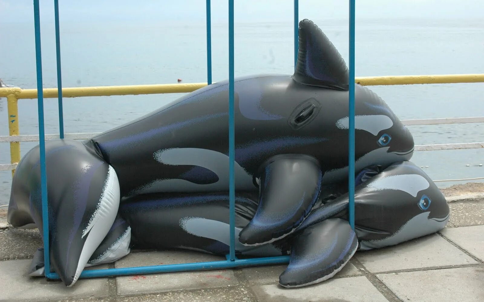 Надувные дельфины. Надувная Касатка или Дельфин. Надувной Дельфин 2 метра. Надувная игрушка-наездник Intex Дельфин 58535.