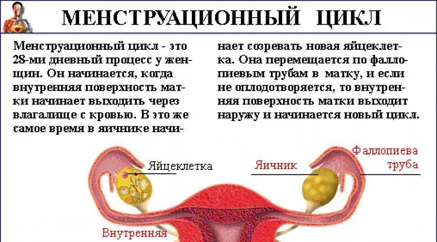 Почему во время месячных появляется. Менструационного цикла. Как происходит менструация. КПК происходят месячные..