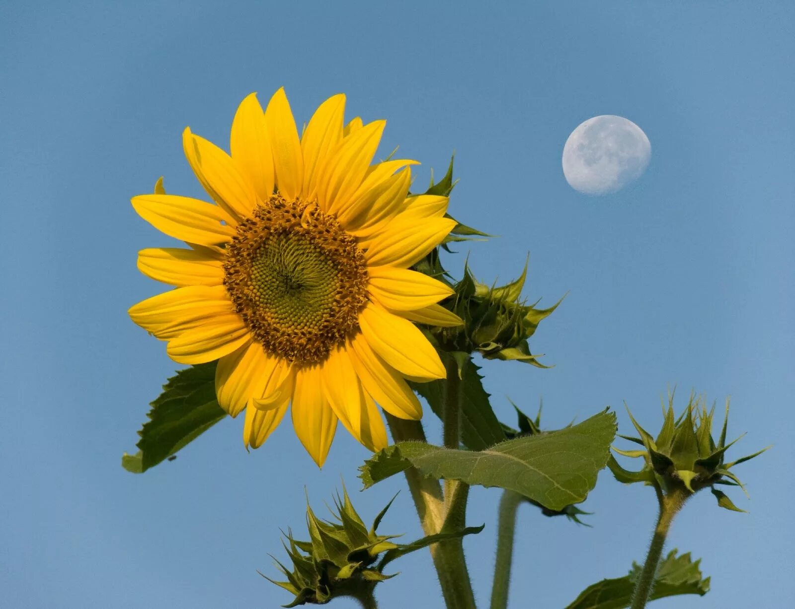 Sun flower отзывы. Sunflower. Sunflower [dr82]. Sunflower jpeg. Flower of the Sun BL zinchanmanga.