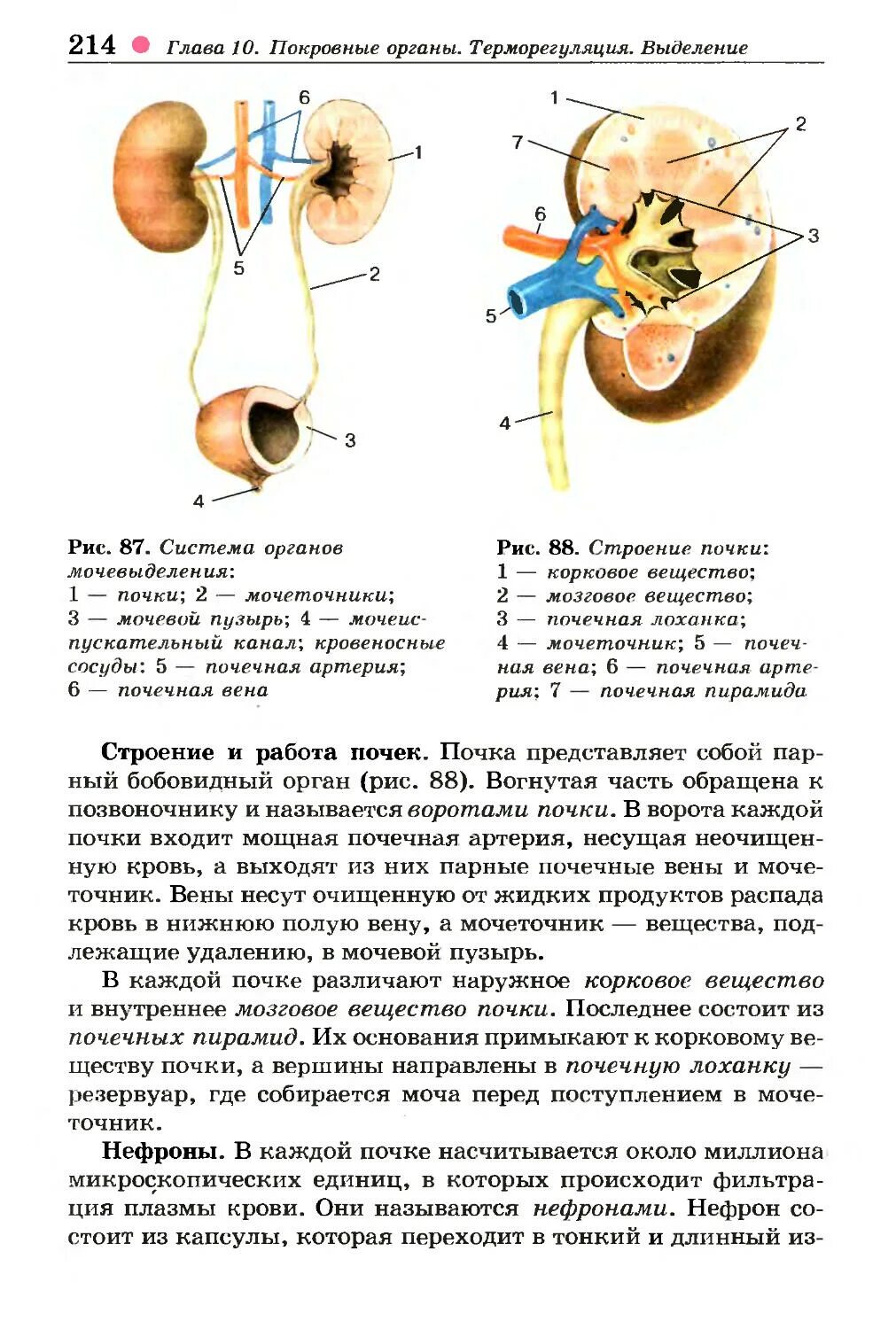 Контрольная по биологии почки. Строение почки биология 8. Строение почки 8 класс биология. Строение почки учебник 8 класс. Конспект по биологии 8 класс органы выделения.