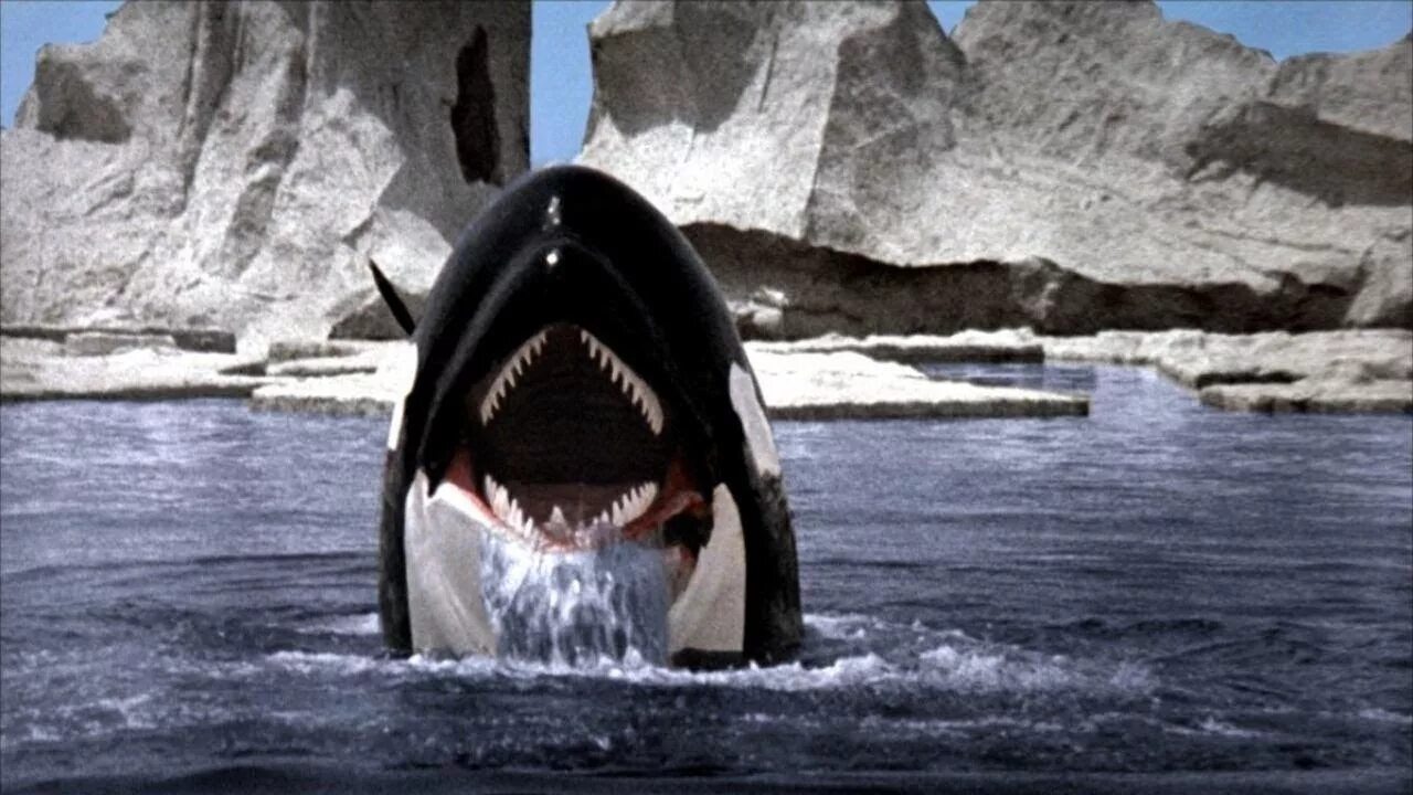 Касатки документальный. Orca the Killer Whale 1977. Касатка смерть среди айсбергов.
