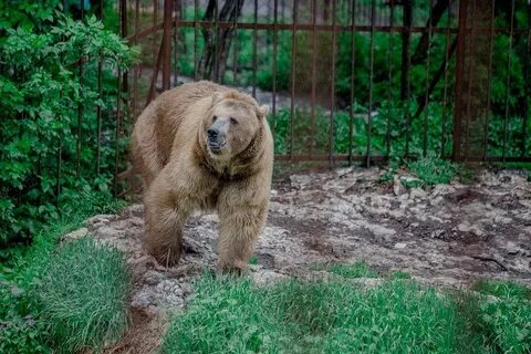 Количество медведей в областях