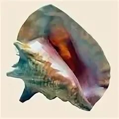 Морская ракушка тридакна. Морская раковина бусикон. Брюхоногий моллюск конус. Моллюск иглянка съедобная. Наутилус помпилиус животное.